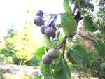 Pyrus species in the Caucasus. Photo FFI