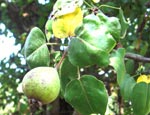 Pyrus grossheimii, Azerbaijan. Photo: FFI