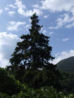 Picea neoveitchii in Shaanxi Province