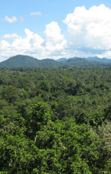 Forest in Kalimantan. Photo: FFI