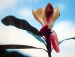 Manglietia sinica. Photo: Yang Shaozeng