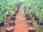 Magnolia nursery. Photo: FFI