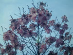Magnolia sargentiana. Photo: Paul Mathew