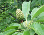 Manglietia grandis. Photo: FFI