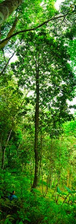 Mature Magnolia sinica in the wild. Photo: FFI