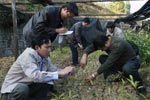 Selecting Magnolia sinica seedlings in the nursery for planting out, November 2007. Photo: FFI