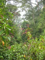 Habitat in Xiaoqiaogou National Nature Reserve where the Magnolia sinica saplings are being planted by the project. Photo: Georgina Magin / FFI