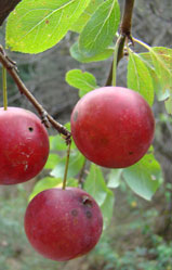 Wild Prunus sogdiana. Photo: G. Lazkov
