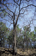 Mexican oak. Photo: FFI