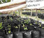 Humbertiodendron saboureaui seedlings in a tree nursery. Photo: Man and the Environment /FFI