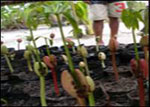 Seedlings being raised by local people in a tree nursery. Photo: Man and the Environment /FFI