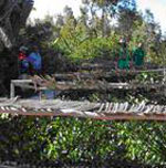Staff at one of the four tree nurseries. Photo: Man and the Environment /FFI