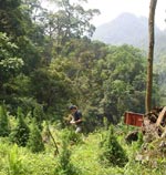 Young Xanthocyparis vietnamensis grown in the Conifer Conservation Centre nursery and planted out at Bat Dai Son Nature Reserve. Photo: Nguyen Tien Hiep / IEBR