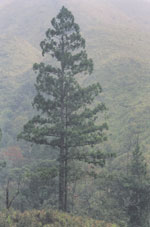 Taiwania cryptomerioides. Photo: FFI.