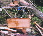 Newly cut and planked Taiwania. Photo: Nguyen An Toan and FFI