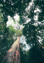 Fokienia in Che Tao forest, Mu Cang Chai District, Yen Bai Province. Photo: Jeremy Holden and FFI