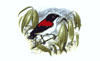 Cebu Biodiversity Conservation Foundation logo