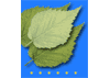Planta Europa logo