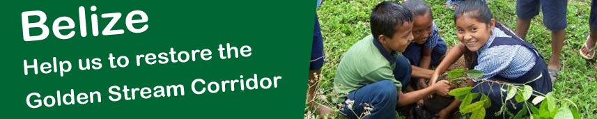 Dedicate a tree in Belize. Restoring the Golden Stream Corridor.