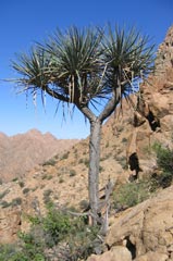 Dracaena ombet. Photo: Usama Ghazali
