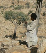 Dracaena ombet. Photo: Usama Ghazali