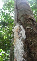 Lansan tree showing deep cuts and white resin. Photo: J. Daltry