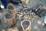 African blackwood, also known as mpingo - Picture FFI