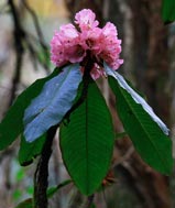 Big tree Rhododendron flower. Photo: Xu/FFI