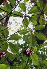 Big Tree Rhododendron. Photo: Xu/FFI