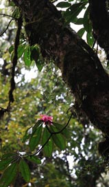 Big Tree Rhododendron .Photo: Xu/FFI.