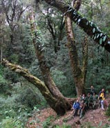 Big Tree Rhododendron, with people for scale.  Photo: Xu/FFI.