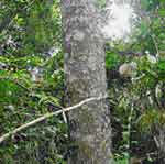 Cebi Cinnamon. Photo: Cebu Biodiversity Conservation Foundation.