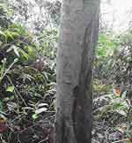 Cebu Cinnamon with stripped bark. Photo: Cebu Biodiversity Conservation Foundation