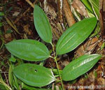 Cebu Cinnamon wildlings. Photo: Cebu Biodiversity Conservation Foundation