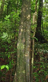 An untapped Lansan tree. Photo: J. Daltry