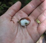 Lansan tree fruit. Photo: J. Daltry
