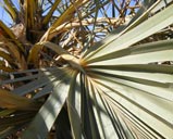 Argoun Palm (Medemia argun) leaves. Photo: Haitham Ibrahim