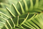 Monkey puzzle tree, Araucaria arucana - Martin Garnder/RBG Edinburgh
