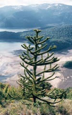 Monkey puzzle tree, Araucaria arucana - Martin Garnder/RBG Edinburgh