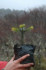 Monkey puzzle tree, Araucaria arucana - Martin Garnder/RBG Edinburgh