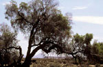 African blackwood, also known as mpingo - Picture FFI