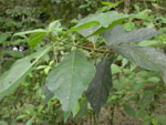 Philippine teak - leaves, Makiling Botanical Gardens. Photo: FFI