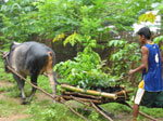 Transporting the planting materials in the rain. Photo: FFI