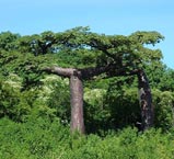 Adansonia suarezensis. Photo: Masindrano, via Wikimedia Commons