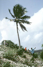 Haitian palm, Attalea crassispatha - A Henderson