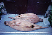 Haitian palm, Attalea crassispatha seeds - Mike Maunder / National Tropical Botanic Garden