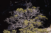 Cedar tree, Cederberg – Juan Pablo Moreiras/FFI