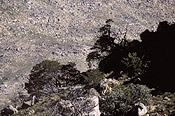 Cedars on mountain slope, Cederberg – Juan Pablo Moreiras/FFI
