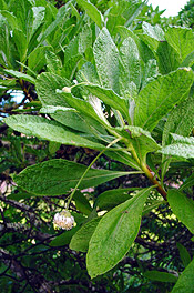 Gumwood Commidendrum robustum flower - Dr Rebecca Cairns-Wicks