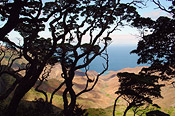 View through Peak Dale Gumwoods to Sandy Bay - Dr Rebecca Cairns-Wicks